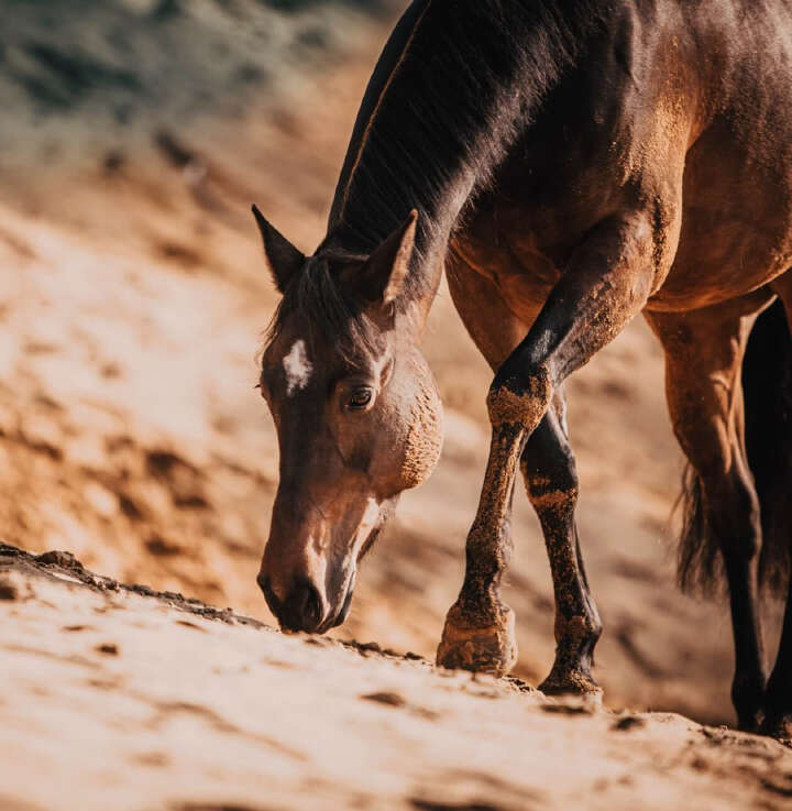 natures best verdauung img banner